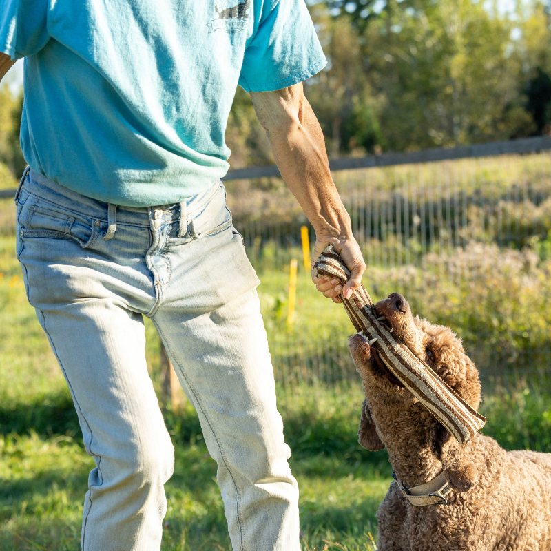 Honest Pet Products ECO-FETCHIN' STICK
