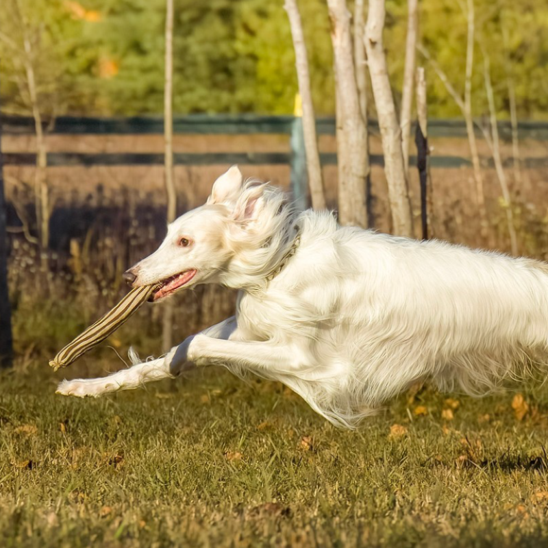 Honest Pet Products ECO-FETCHIN' STICK