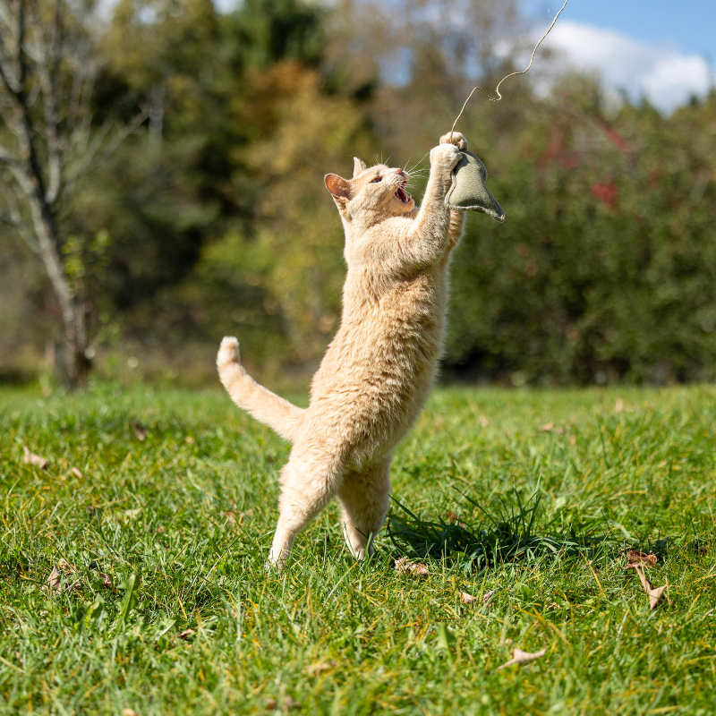 Honest Pet Products ECO-CAT FISHER