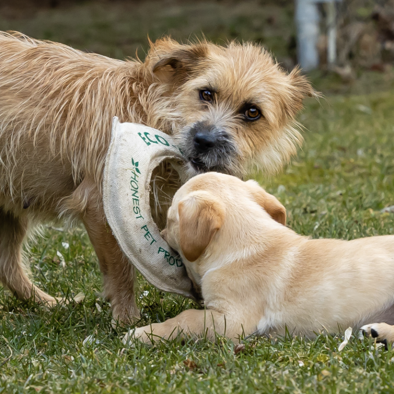 Honest Pet Products ECO-FLY-N-TUG