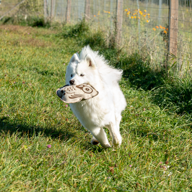 Honest Pet Products ECO-OWL BUDDY