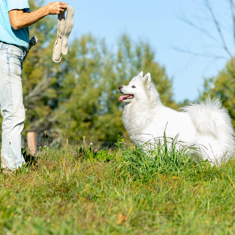 Honest Pet Products ECO-RATTLER