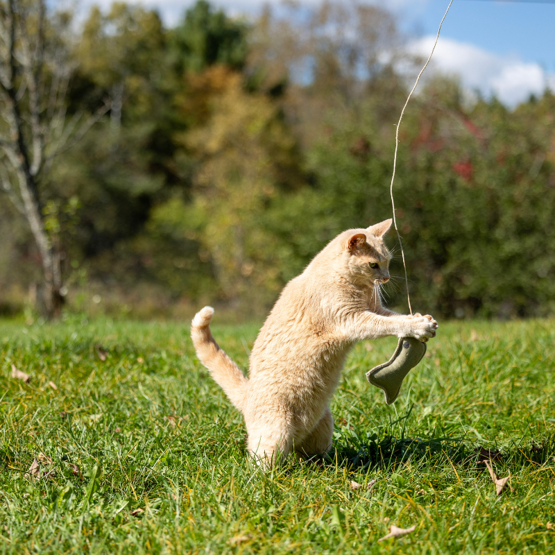 Honest Pet Products ECO-CAT FISHER