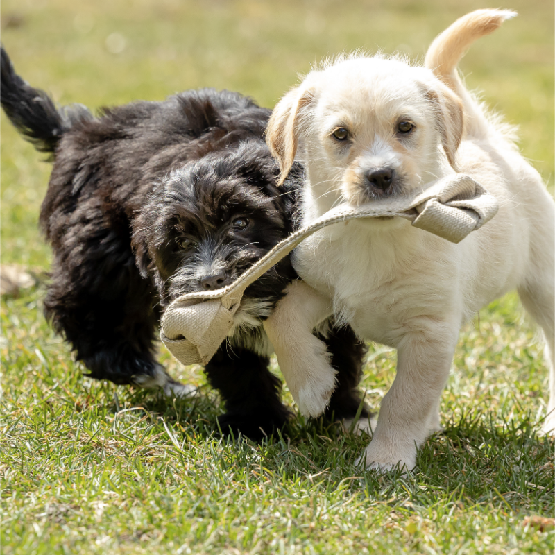 Honest Pet Products ECO-TUGGER