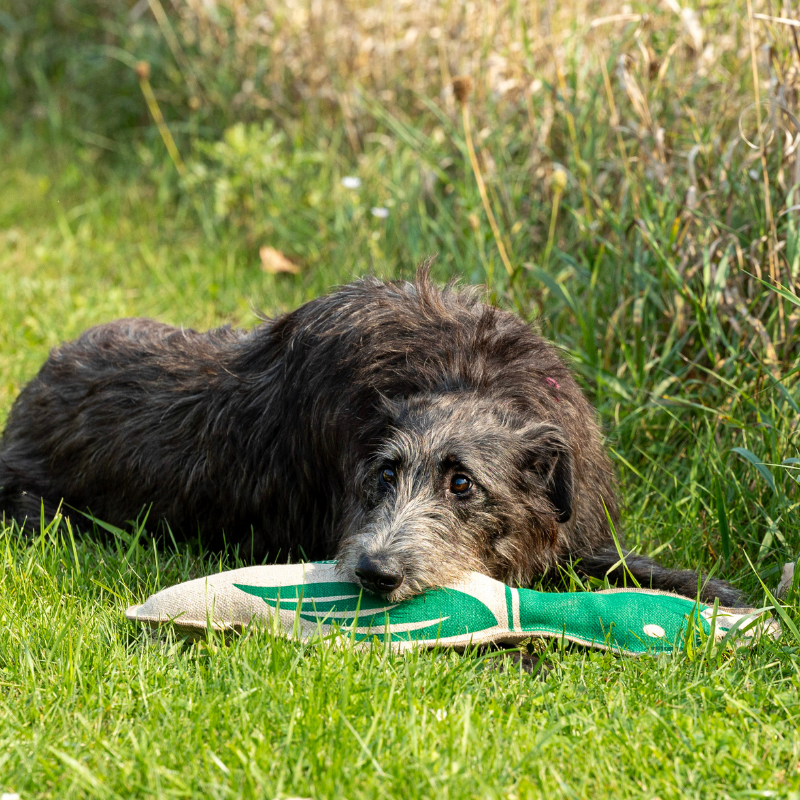 Honest Pet Products ECO-QUACKER