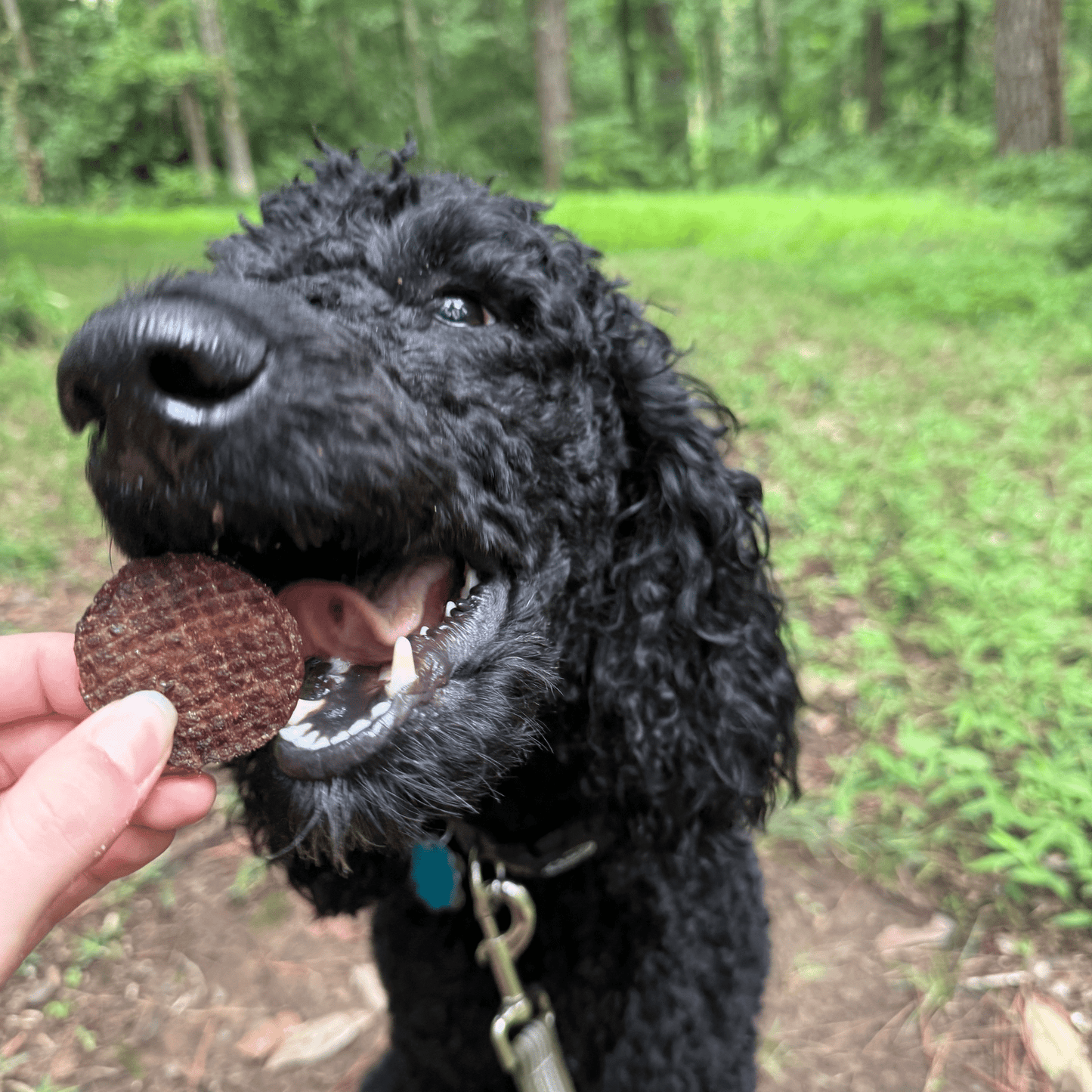 Farm To Pet - Beef Chips Dog Treats | Single-Ingredient Healthy Treats for Dogs