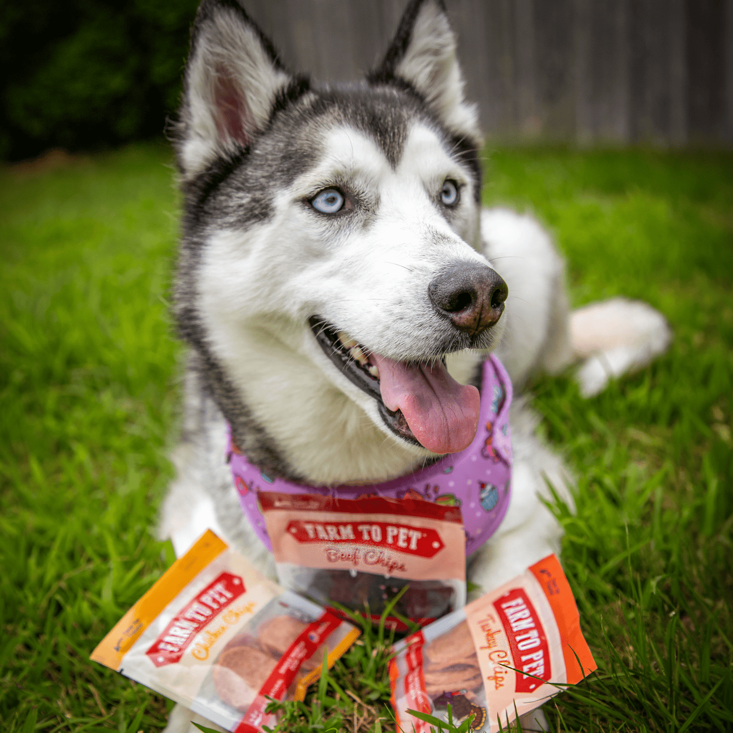 Farm to Pet - Snack Pack Dog Treat Sampler