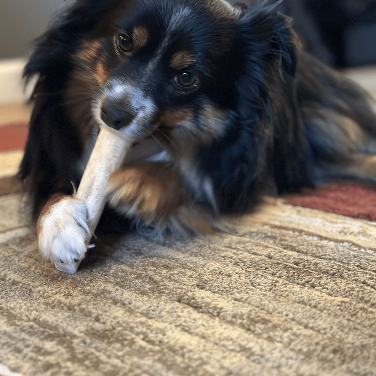 Farm to Pet - Elk Antler Dog Chews | All-Natural Whole and Split Elk Antler Chews for Dogs