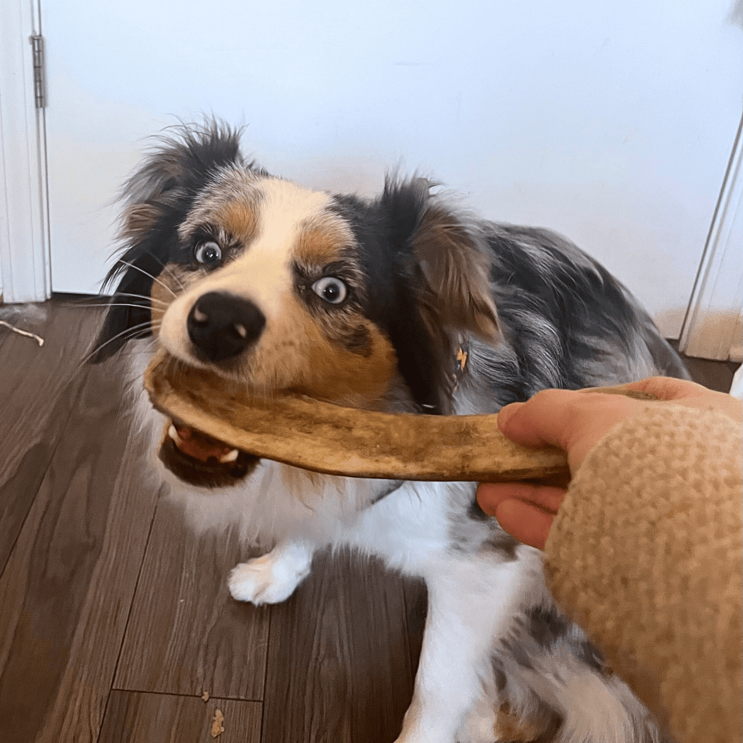 Farm to Pet - Reindeer Antler Dog Chews | Organic Chews for Dogs