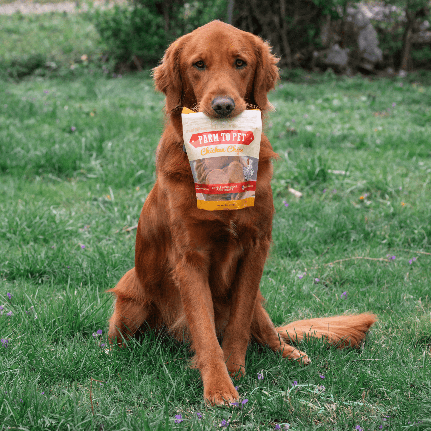 Farm to Pet - Chicken Chips for Dogs | All-Natural Single-Ingredient Dog Treats