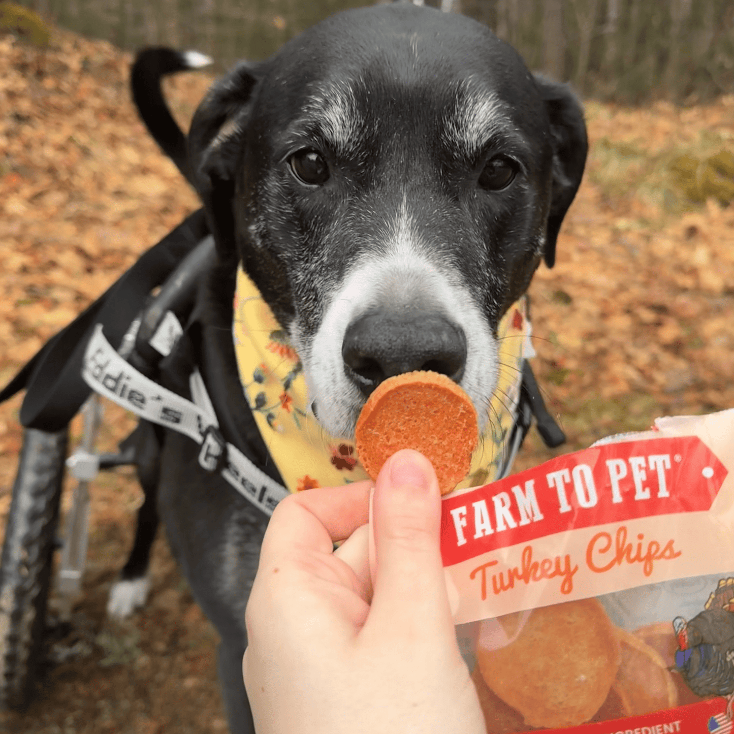 Farm to Pet - Turkey Chips Snack Pack Bundles | Low Allergen Treats for Training
