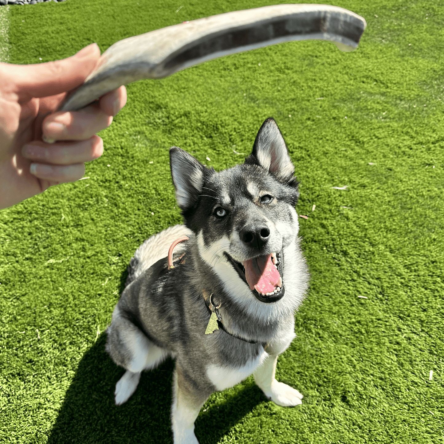 Farm to Pet - Reindeer Antler Dog Chews | Organic Chews for Dogs