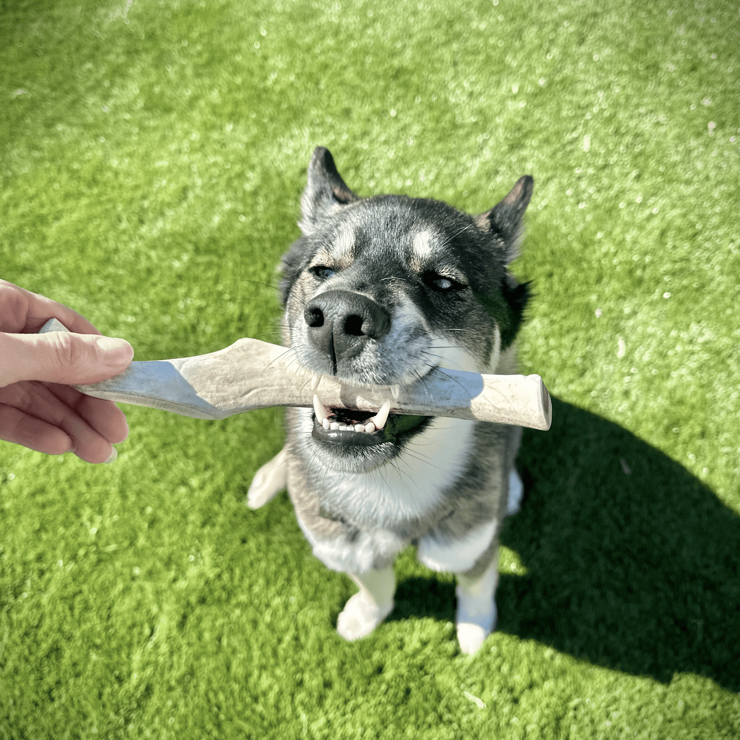Farm to Pet - Reindeer Antler Dog Chews | Organic Chews for Dogs