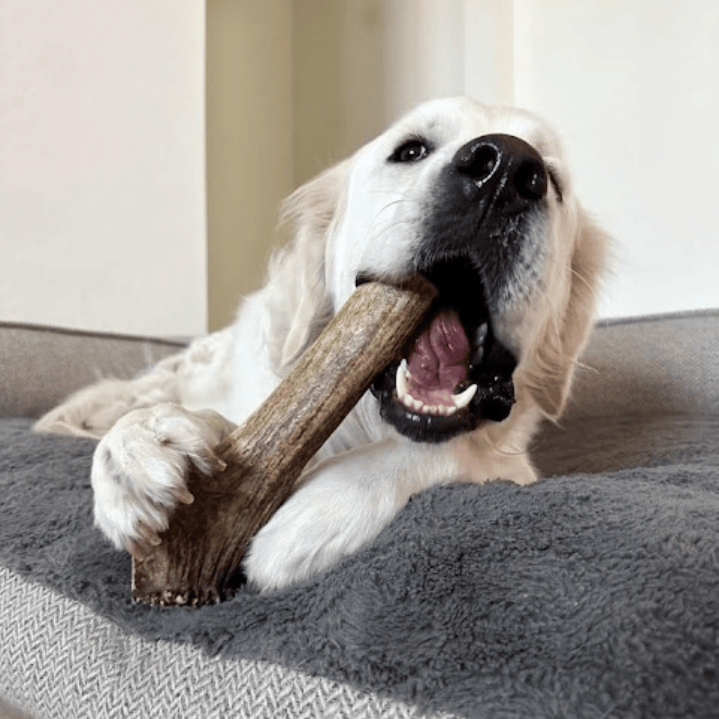Farm to Pet - Elk Antler Dog Chews | All-Natural Whole and Split Elk Antler Chews for Dogs