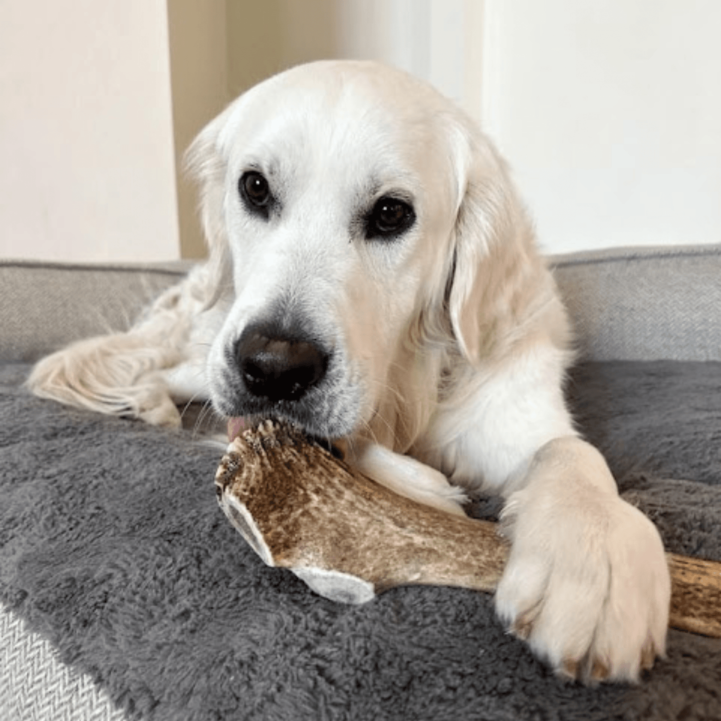 Farm to Pet - Elk Antler Dog Chews | All-Natural Whole and Split Elk Antler Chews for Dogs
