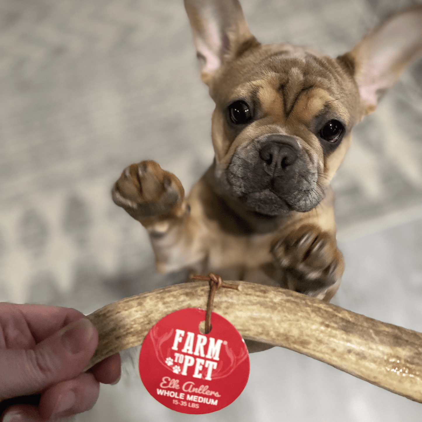 Farm to Pet - Elk Antler Dog Chews | All-Natural Whole and Split Elk Antler Chews for Dogs