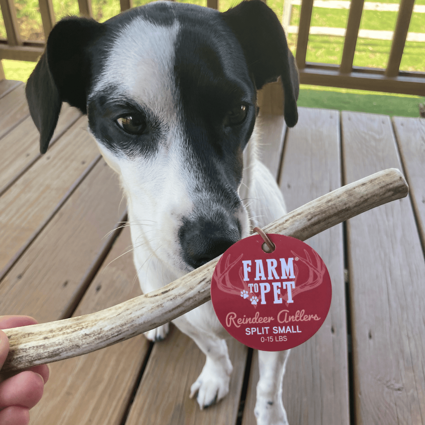 Farm to Pet - Reindeer Antler Dog Chews | Organic Chews for Dogs
