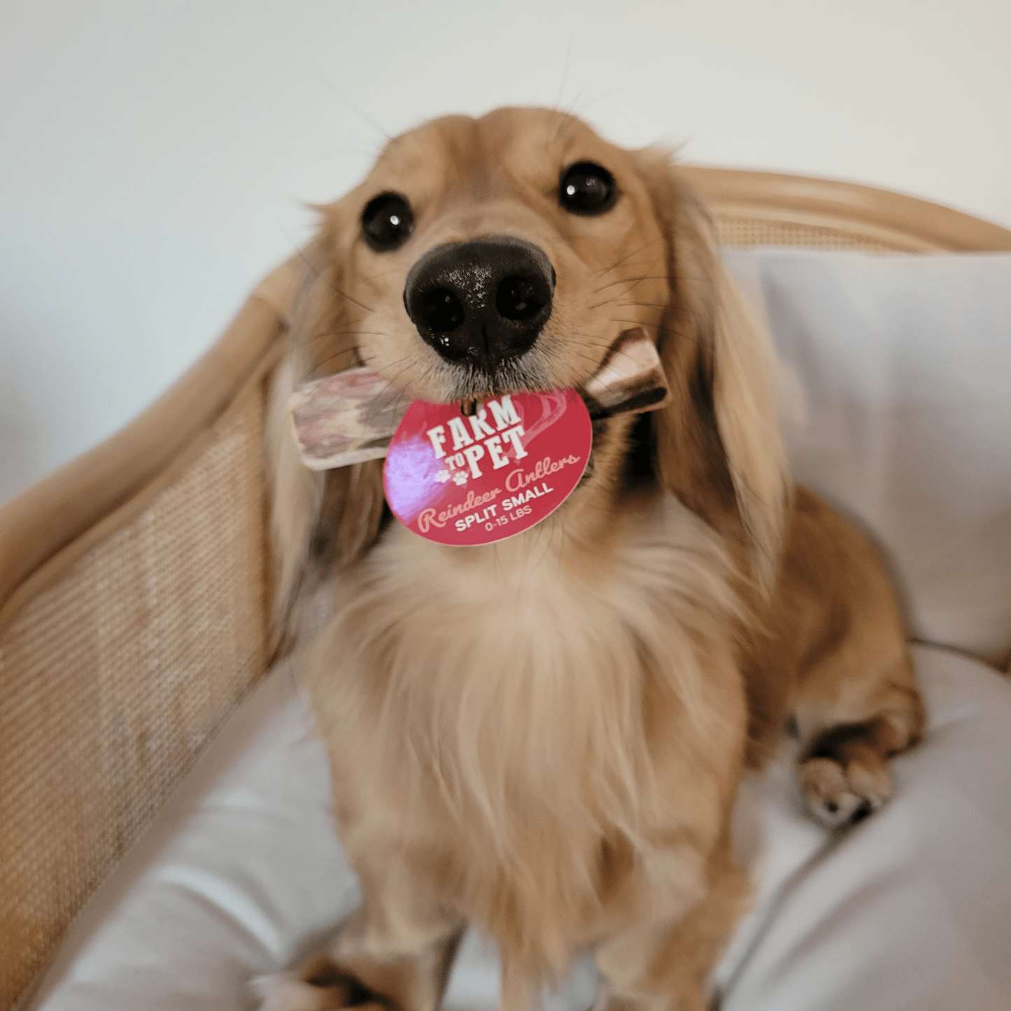 Farm to Pet - Reindeer Antler Dog Chews | Organic Chews for Dogs