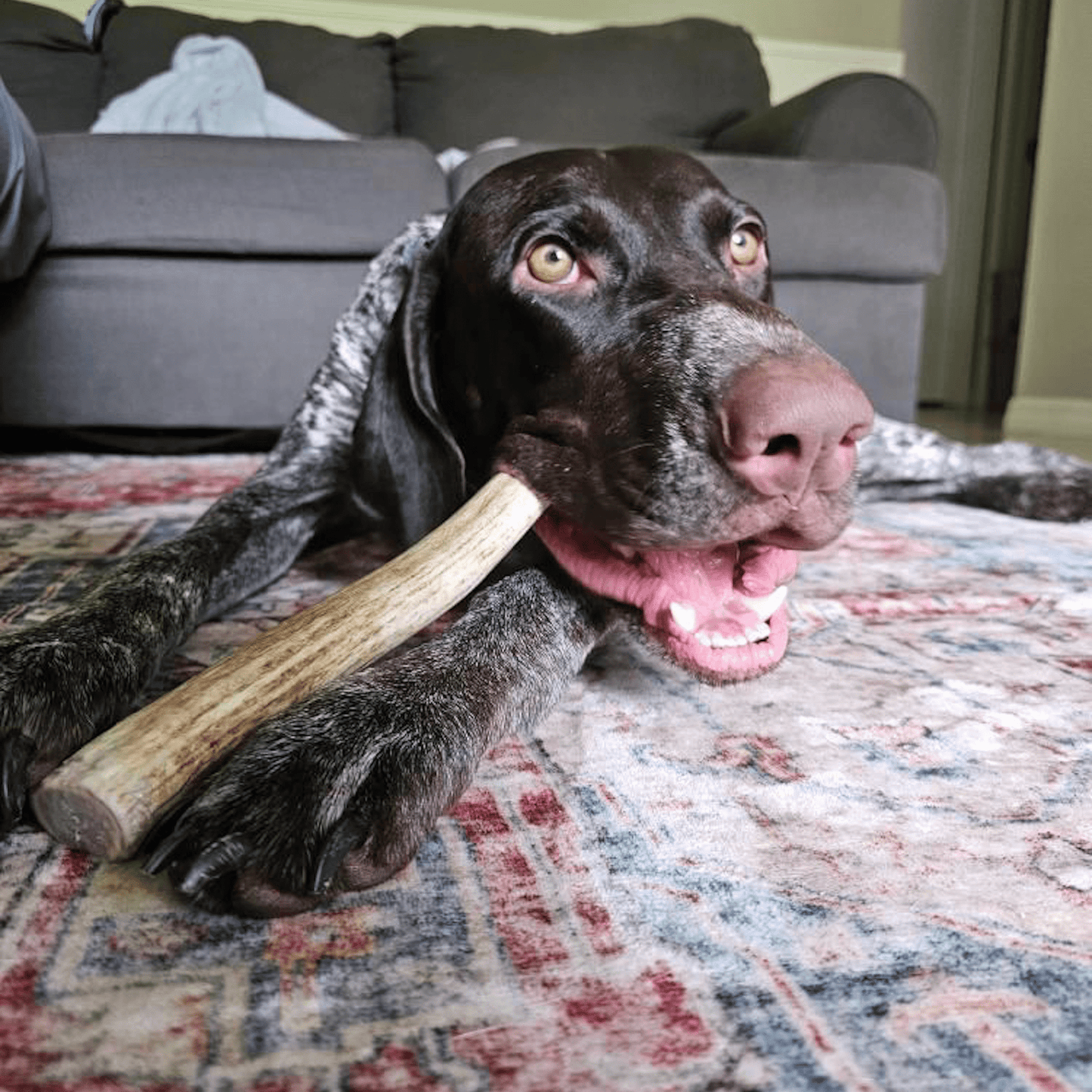 Farm to Pet - Reindeer Antler Dog Chews | Organic Chews for Dogs