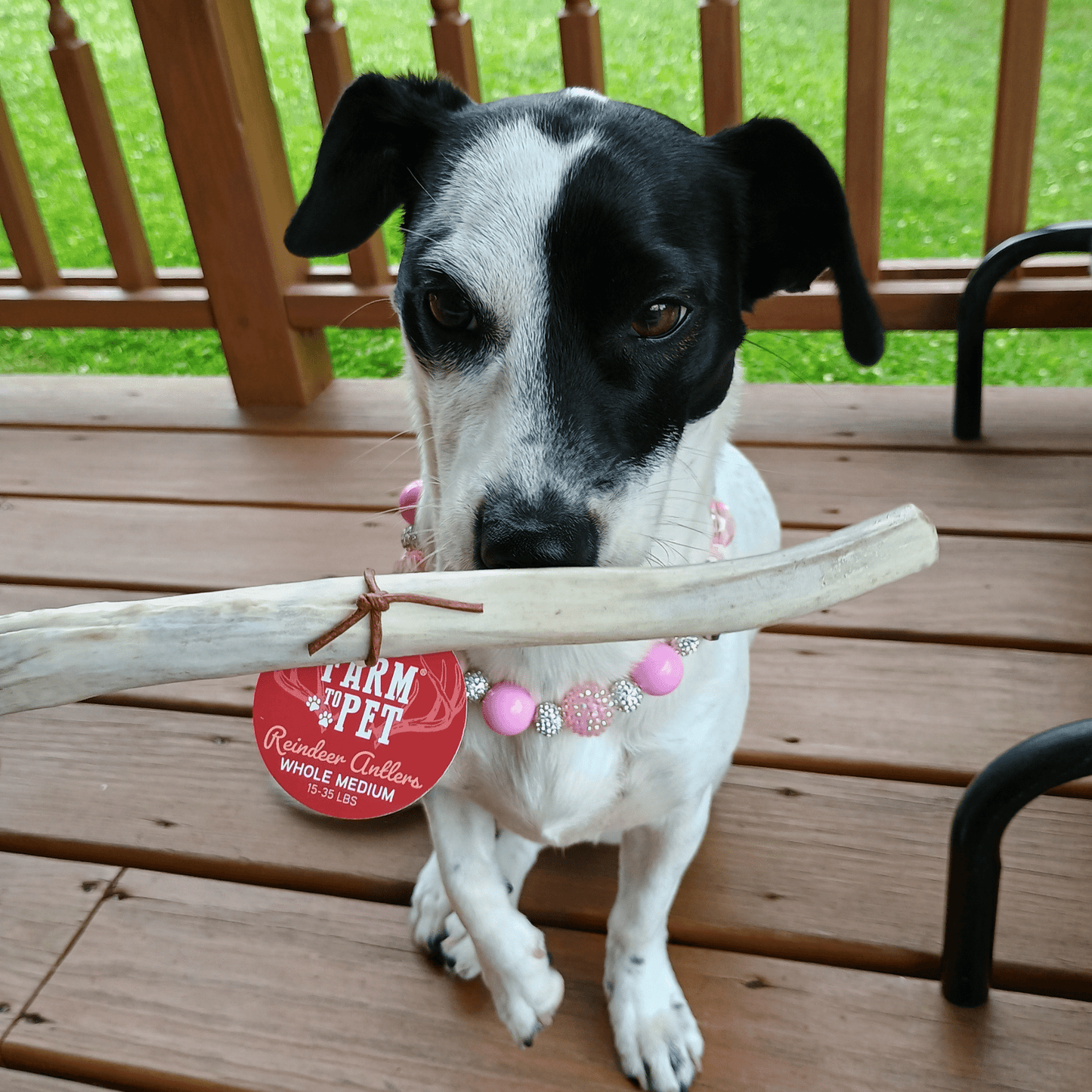 Farm to Pet - Reindeer Antler Dog Chews | Organic Chews for Dogs