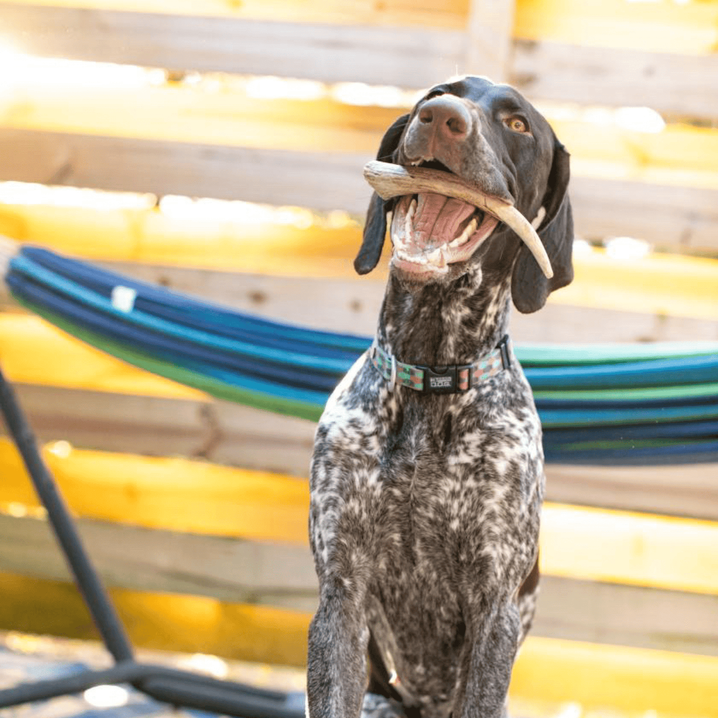 Farm to Pet - Reindeer Antler Dog Chews | Organic Chews for Dogs
