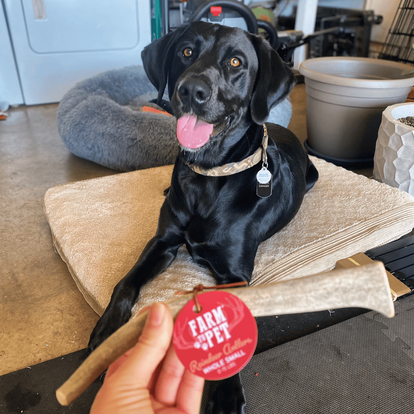Farm to Pet - Reindeer Antler Dog Chews | Organic Chews for Dogs