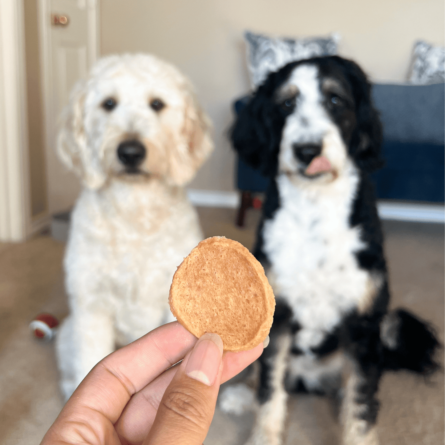 Farm to Pet - Chicken Chips for Dogs | All-Natural Single-Ingredient Dog Treats