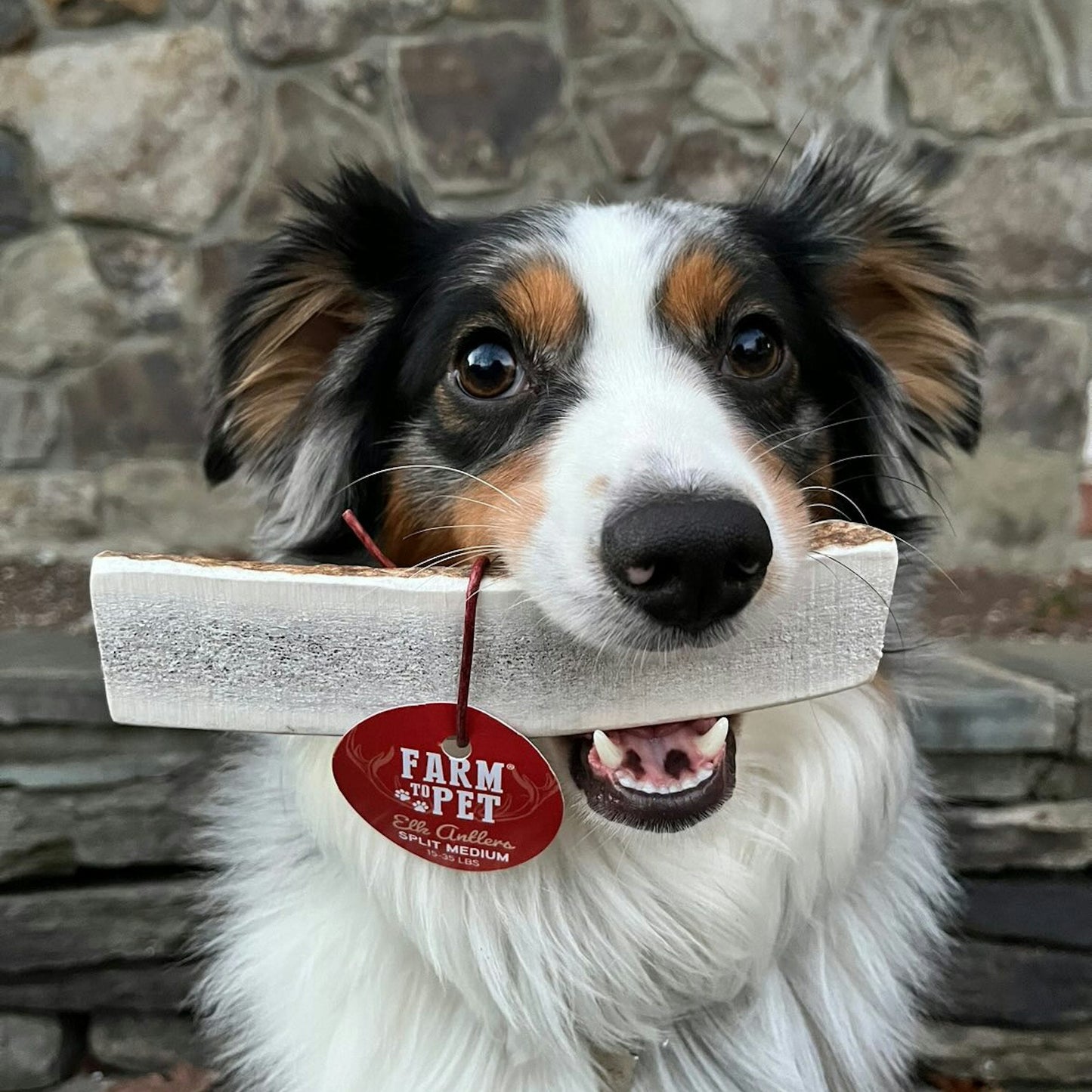 Farm to Pet - Elk Antler Dog Chews | All-Natural Whole and Split Elk Antler Chews for Dogs