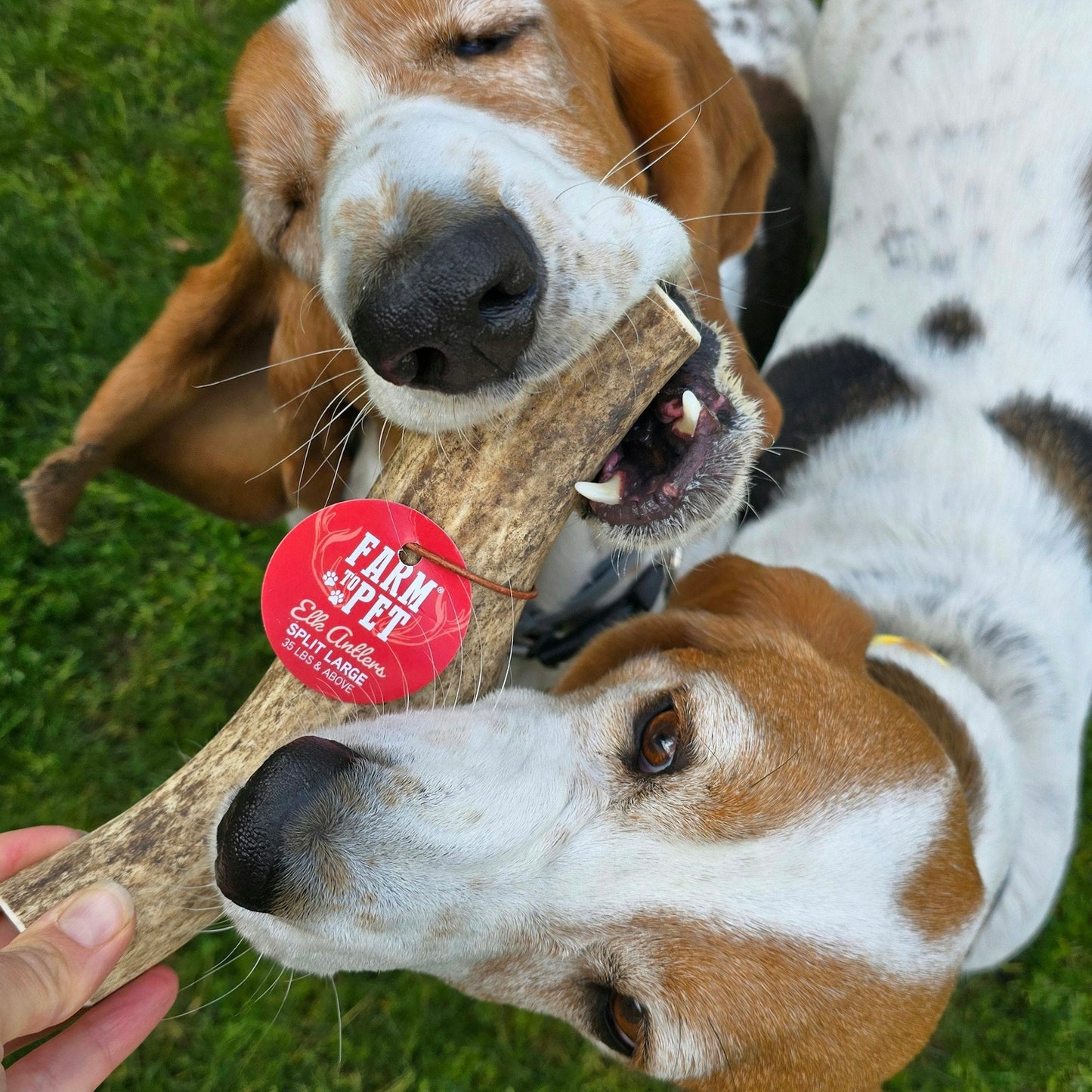 Farm to Pet - Elk Antler Dog Chews | All-Natural Whole and Split Elk Antler Chews for Dogs