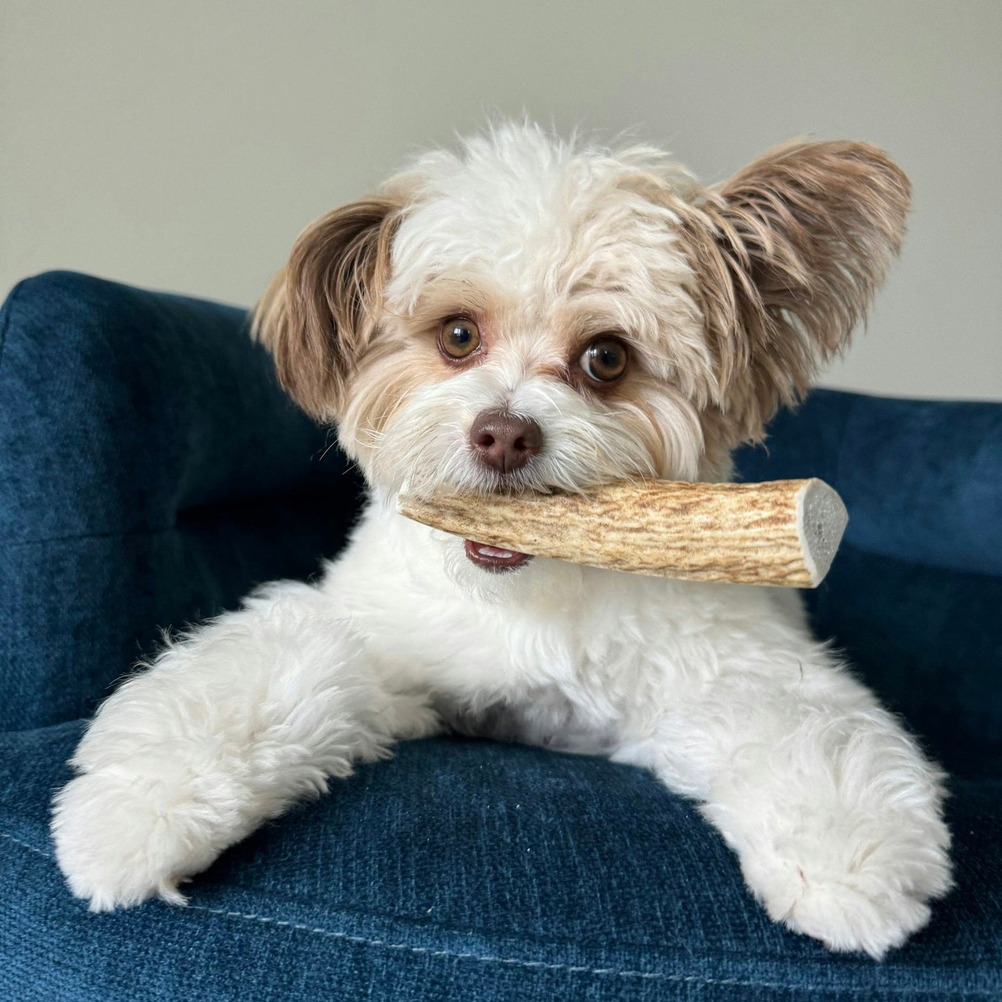 Farm to Pet - Elk Antler Dog Chews | All-Natural Whole and Split Elk Antler Chews for Dogs