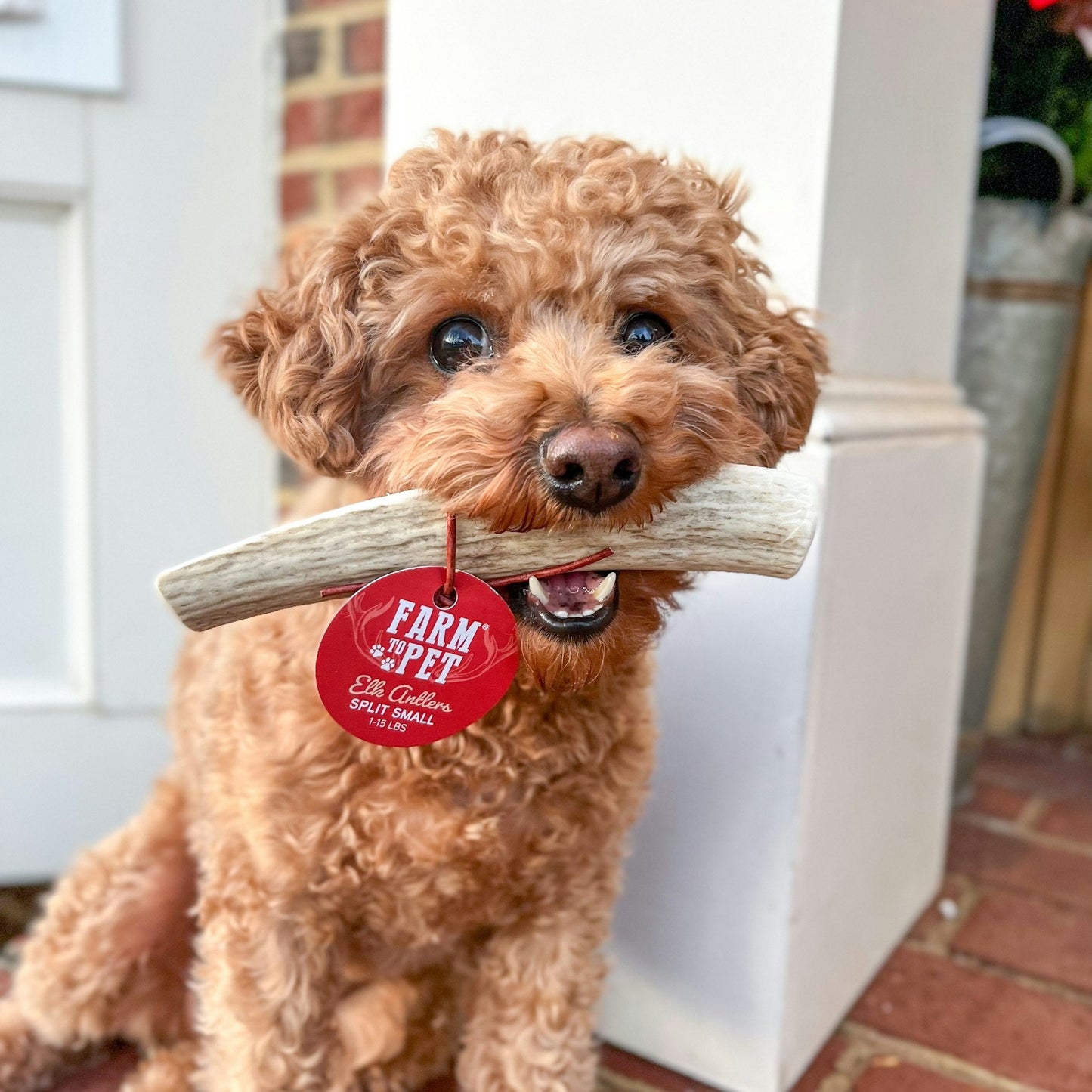 Farm to Pet - Elk Antler Dog Chews | All-Natural Whole and Split Elk Antler Chews for Dogs