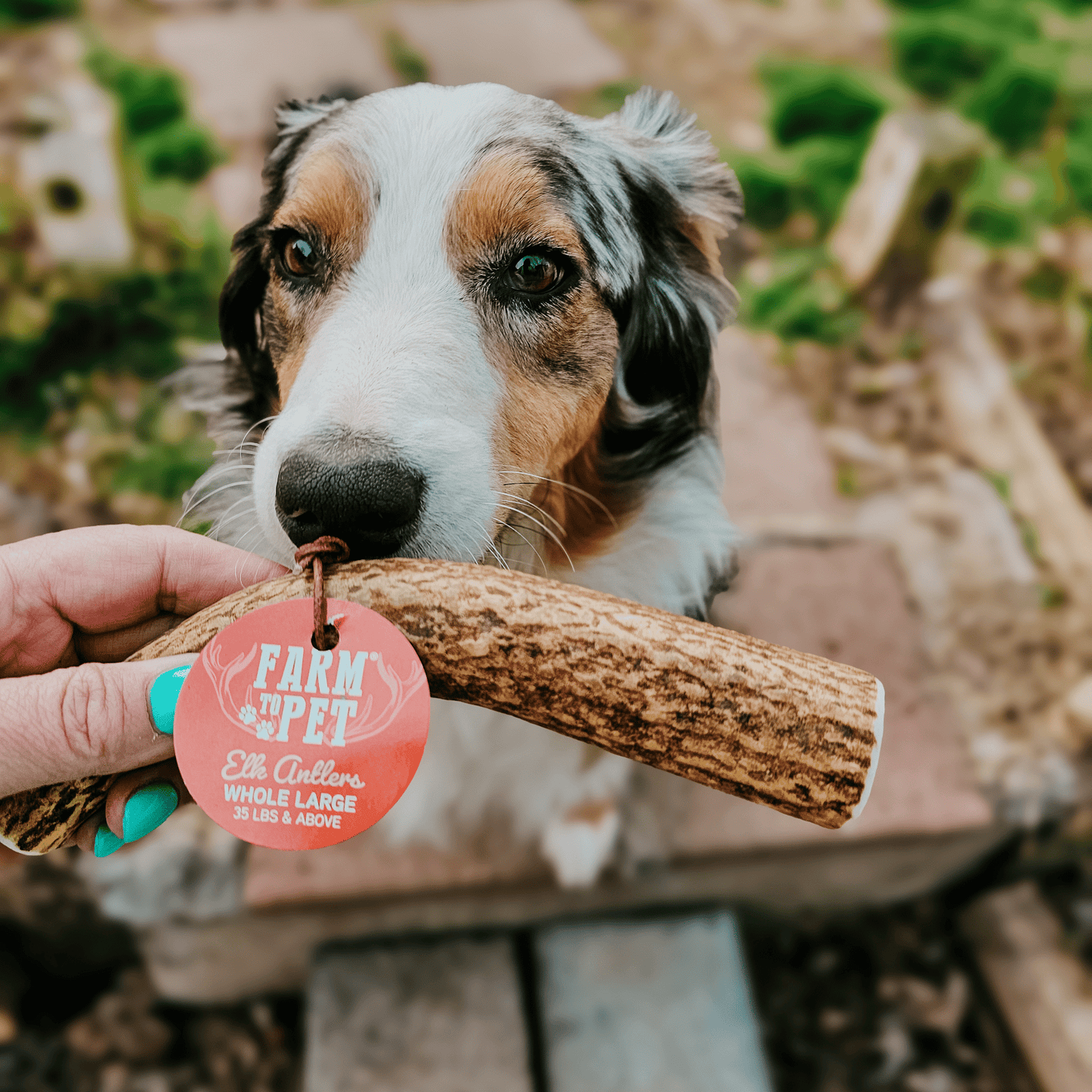 Farm to Pet - Elk Antler Dog Chews | All-Natural Whole and Split Elk Antler Chews for Dogs