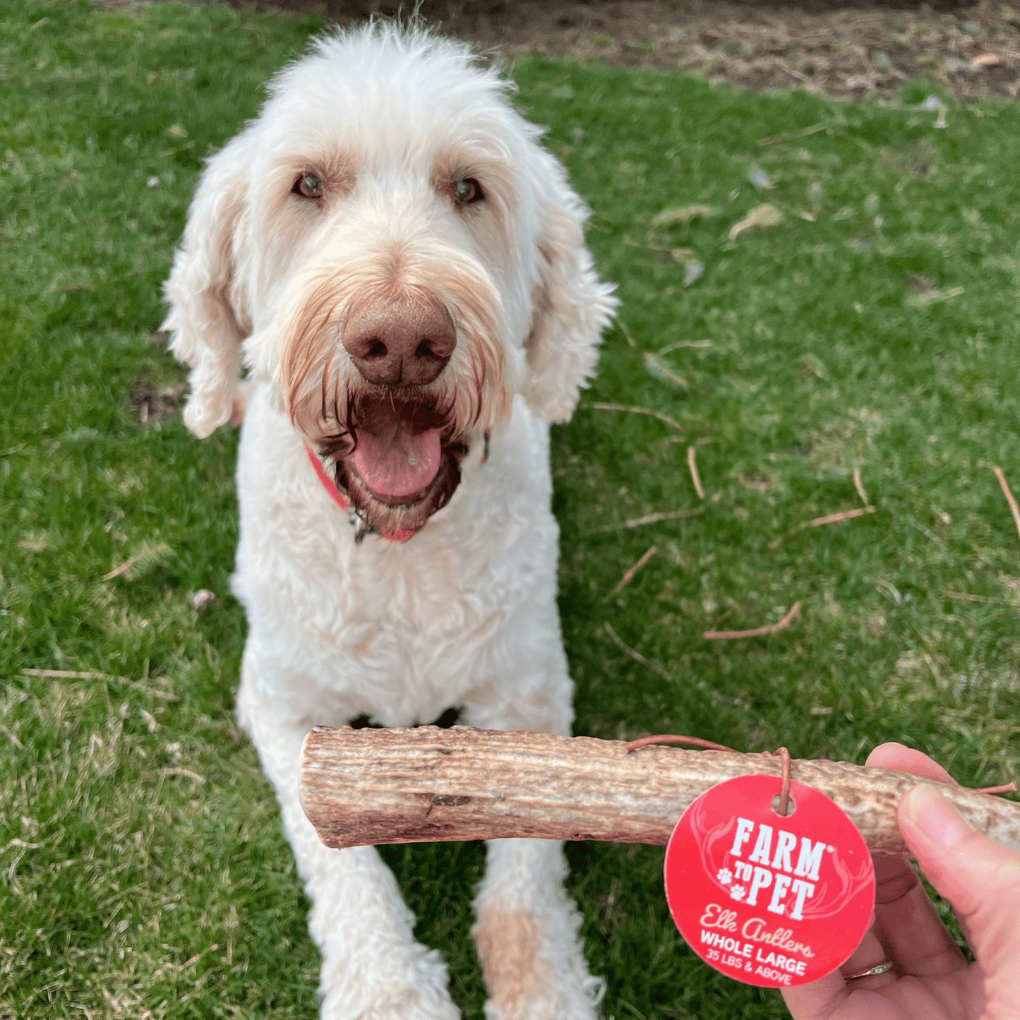 Farm to Pet - Elk Antler Dog Chews | All-Natural Whole and Split Elk Antler Chews for Dogs