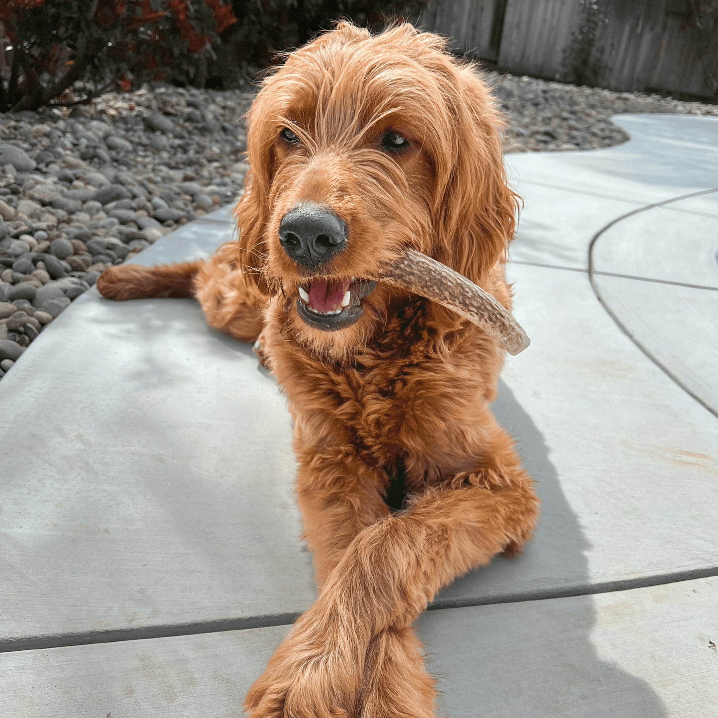 Farm to Pet - Elk Antler Dog Chews | All-Natural Whole and Split Elk Antler Chews for Dogs