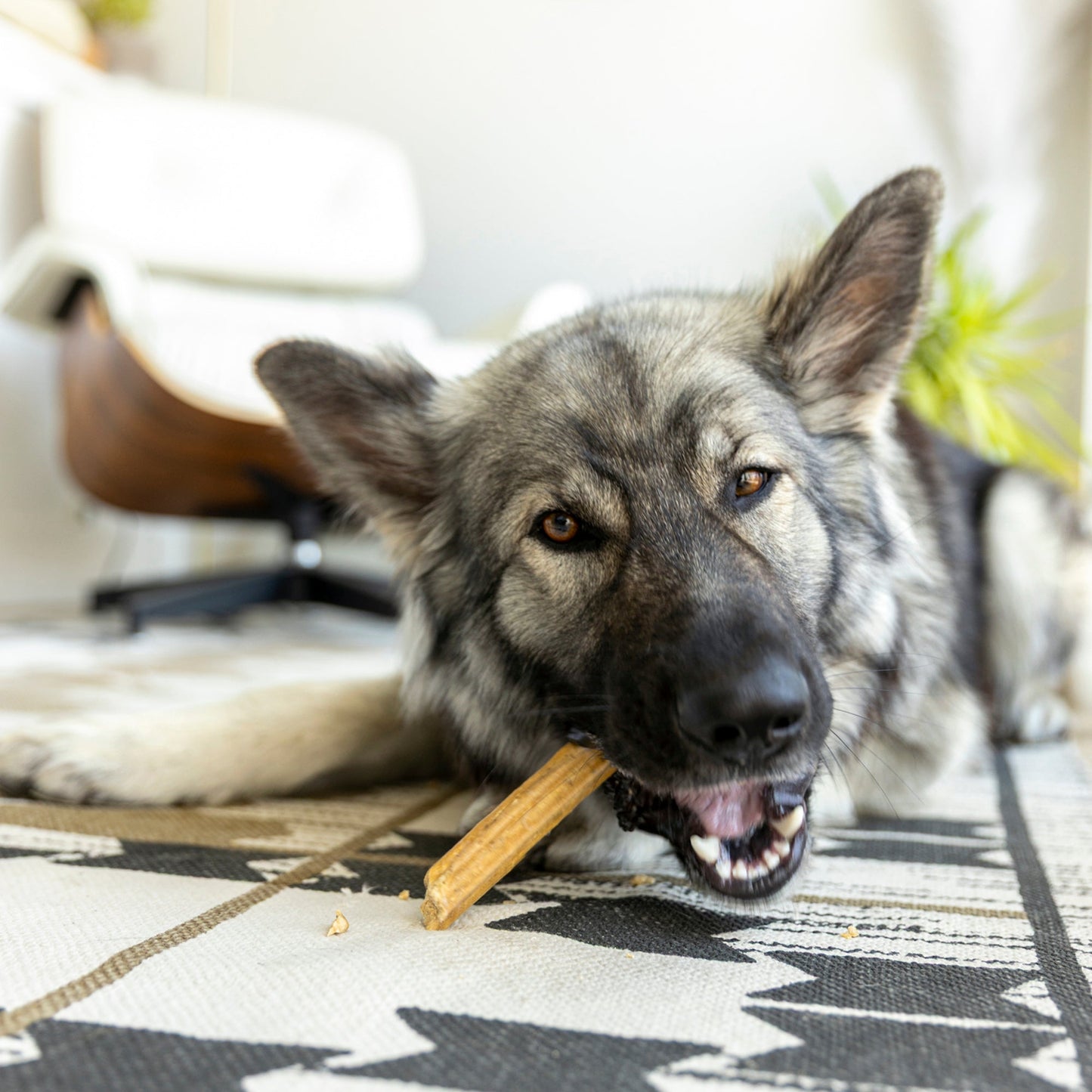West Paw Natural Dental Sticks Large