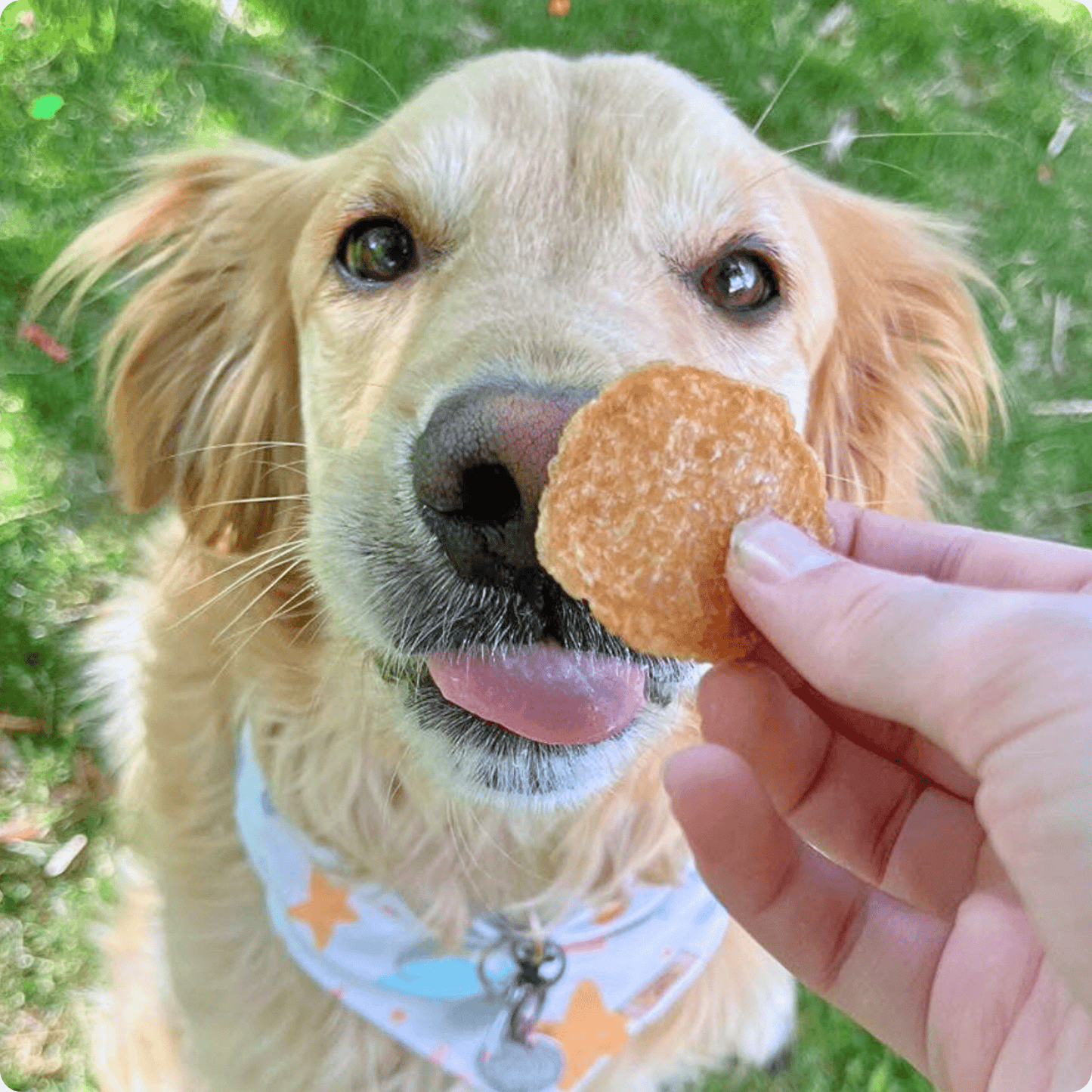 Farm to Pet - Chicken Chips for Dogs | All-Natural Single-Ingredient Dog Treats