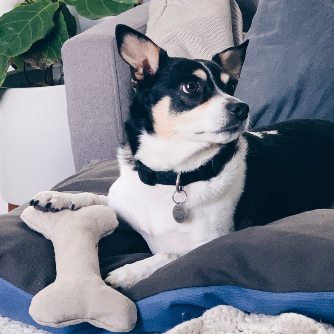 Boba & Vespa - Plush Hemp Dog Toy Bone for Gentle Chewers | Boba & Vespa