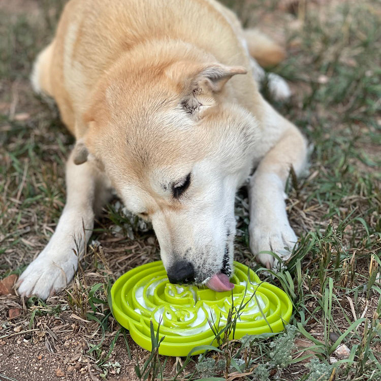 SodaPup Water Frog eTray - Shallow Slow Feeder Dog Bowl for Enrichment | USA Made