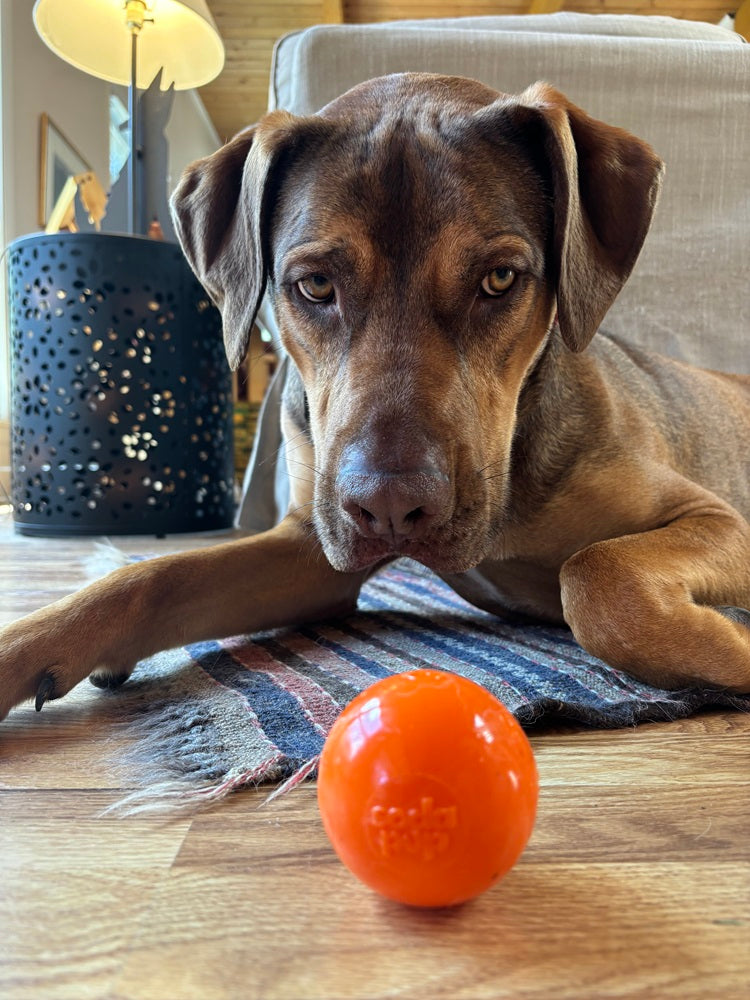 SodaPup Squeak Ball - Durable Squeaky Dog Toy, Floats, Chew Toy | USA Made