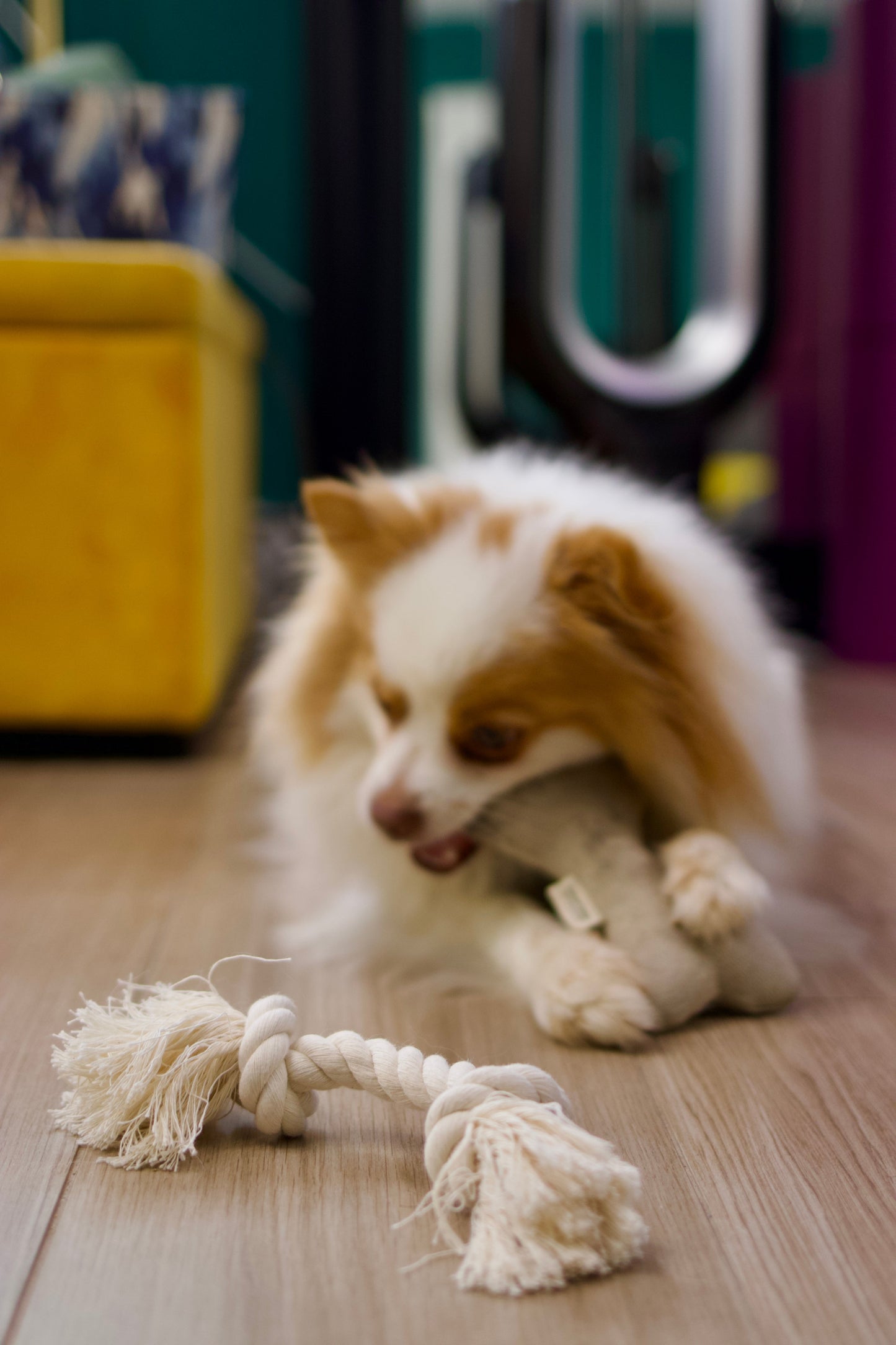 Boba & Vespa - Natural Dog Toy Bundle for Cuddles, Fetch and Tugging - Small to Large Dogs Options | Boba & Vespa