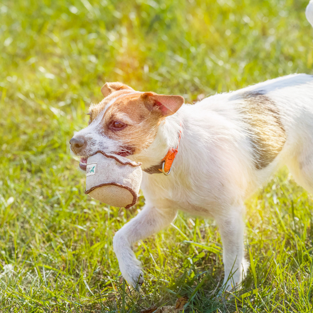 Honest Pet Products ECO-TOSSER