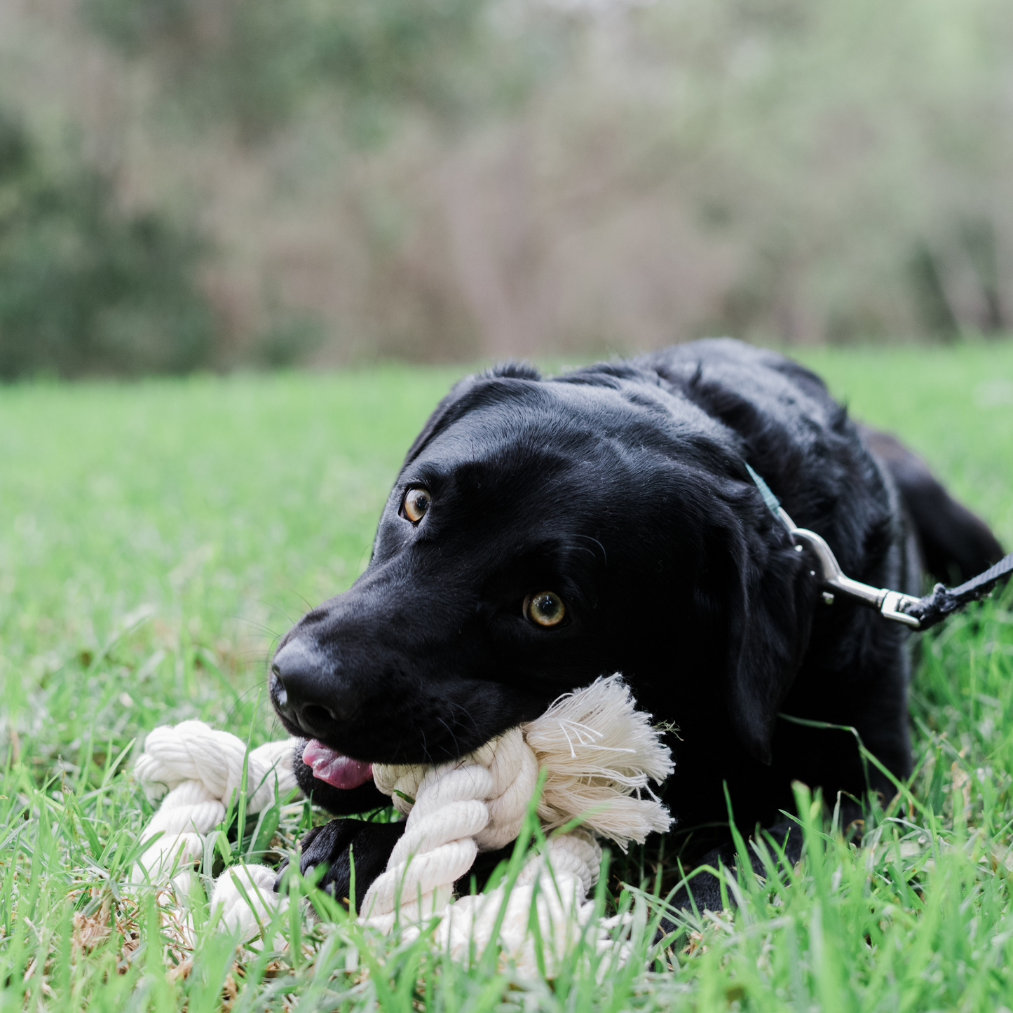 Boba & Vespa - 100% Organic Cotton Rope Dog Toy - 5 Sizes | Boba & Vespa