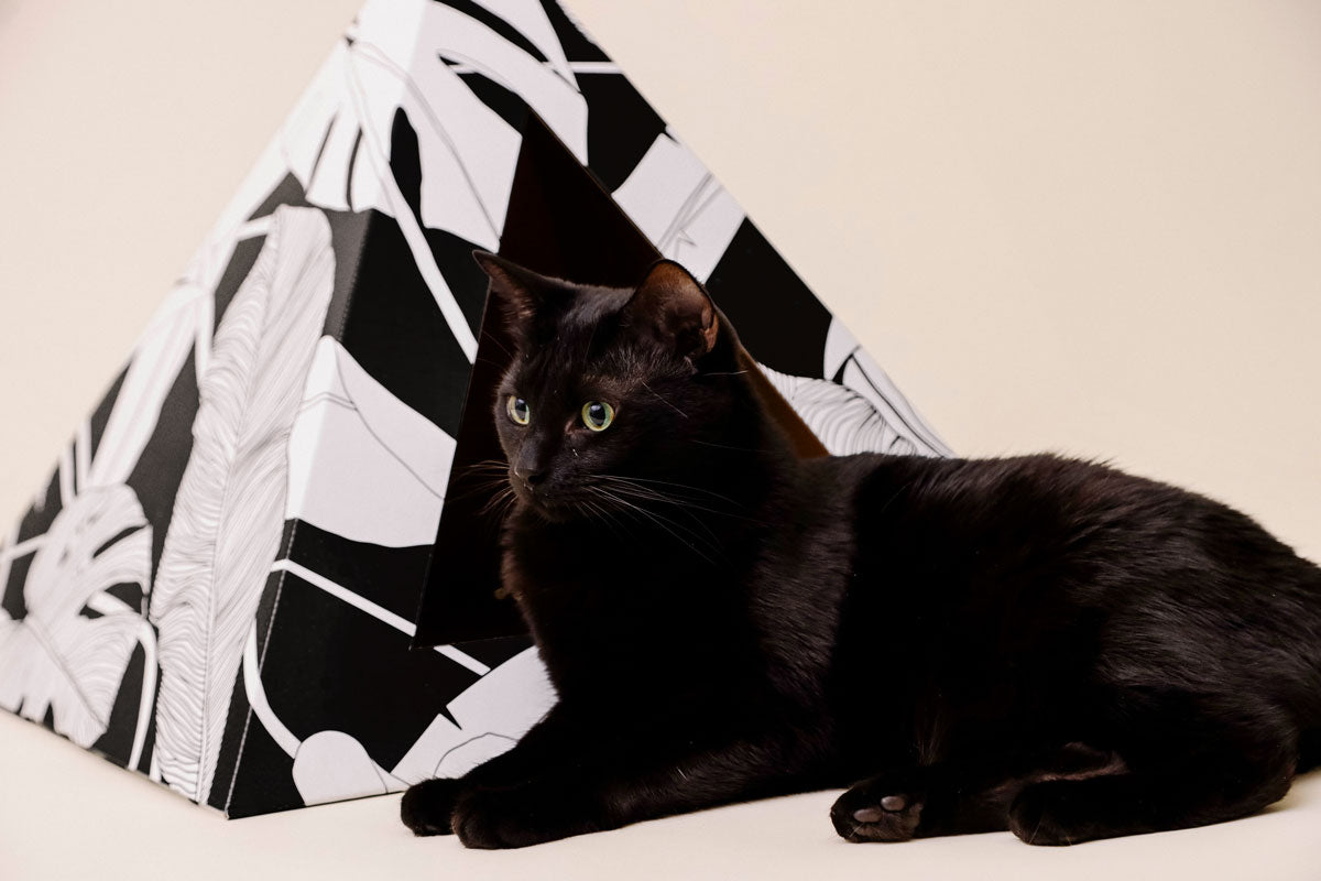 Kitty Kardboard 'Dark Paradise' Cardboard Cat Pyramid