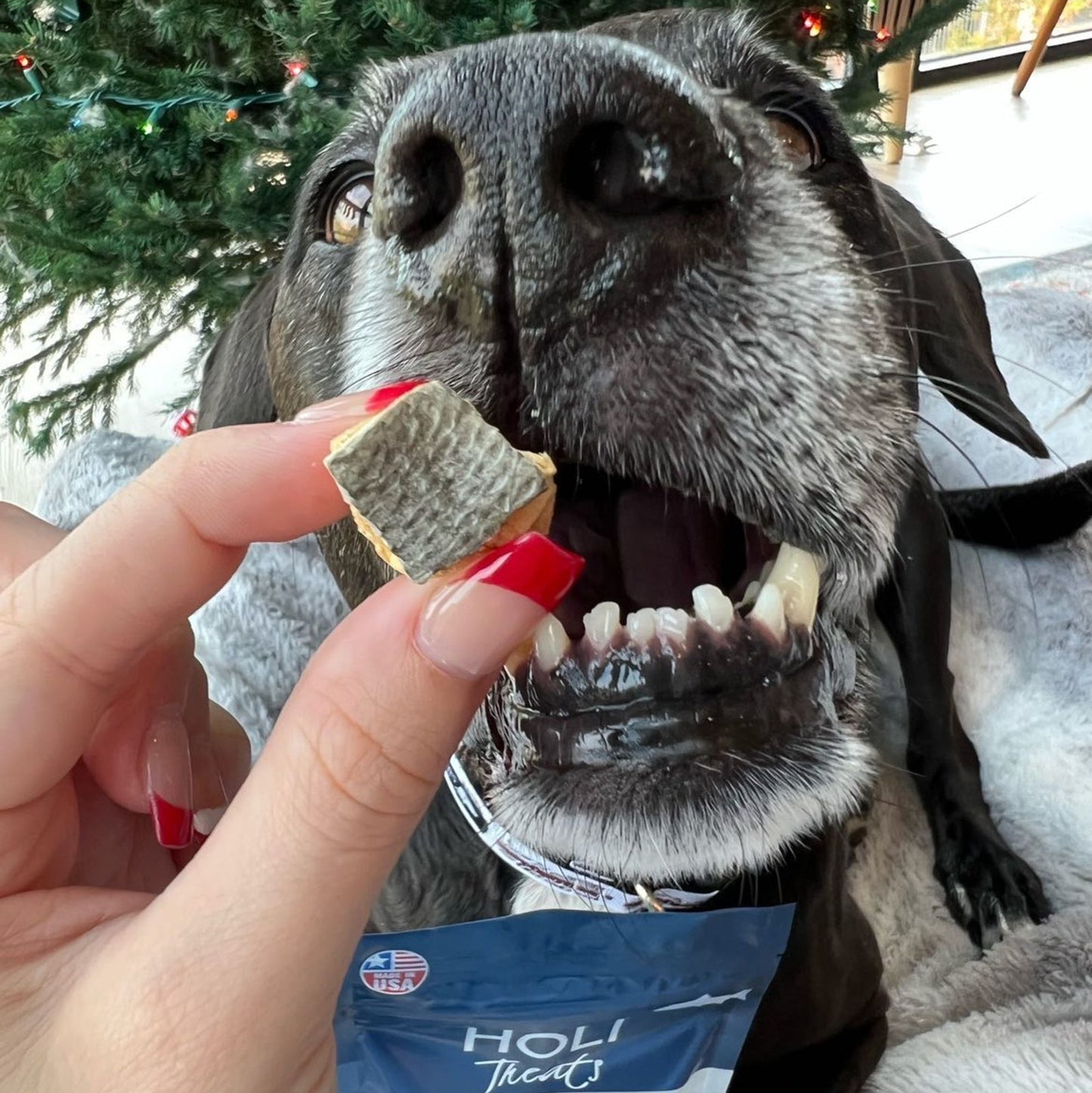 HOLI - Wild Caught Salmon Dog and Cat Treats