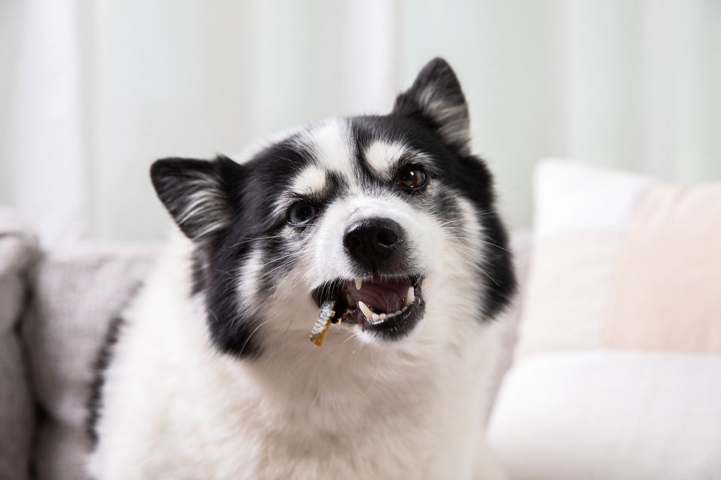 HOLI - Salmon Skin Dental Chews for Dogs and Cats