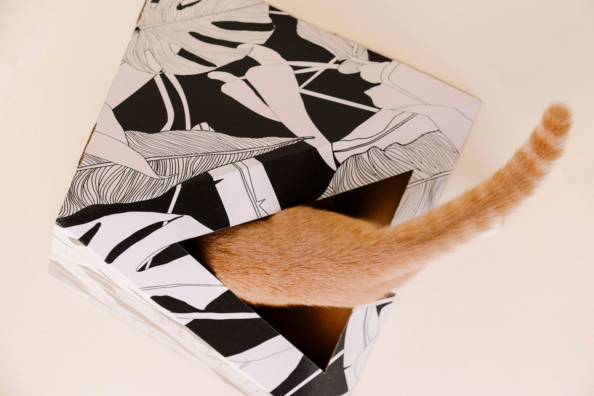 Kitty Kardboard 'Dark Paradise' Cardboard Cat Pyramid