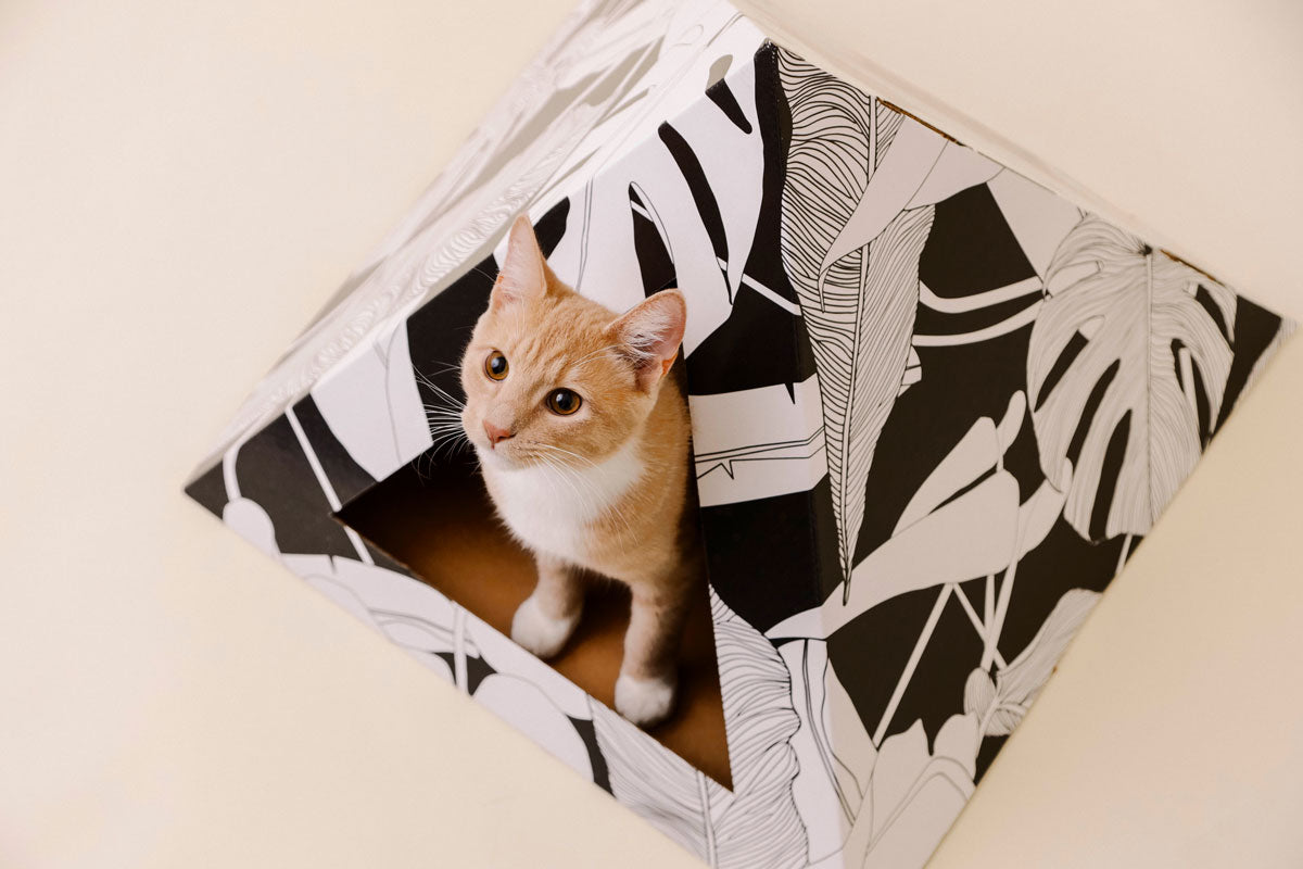 Kitty Kardboard 'Dark Paradise' Cardboard Cat Pyramid