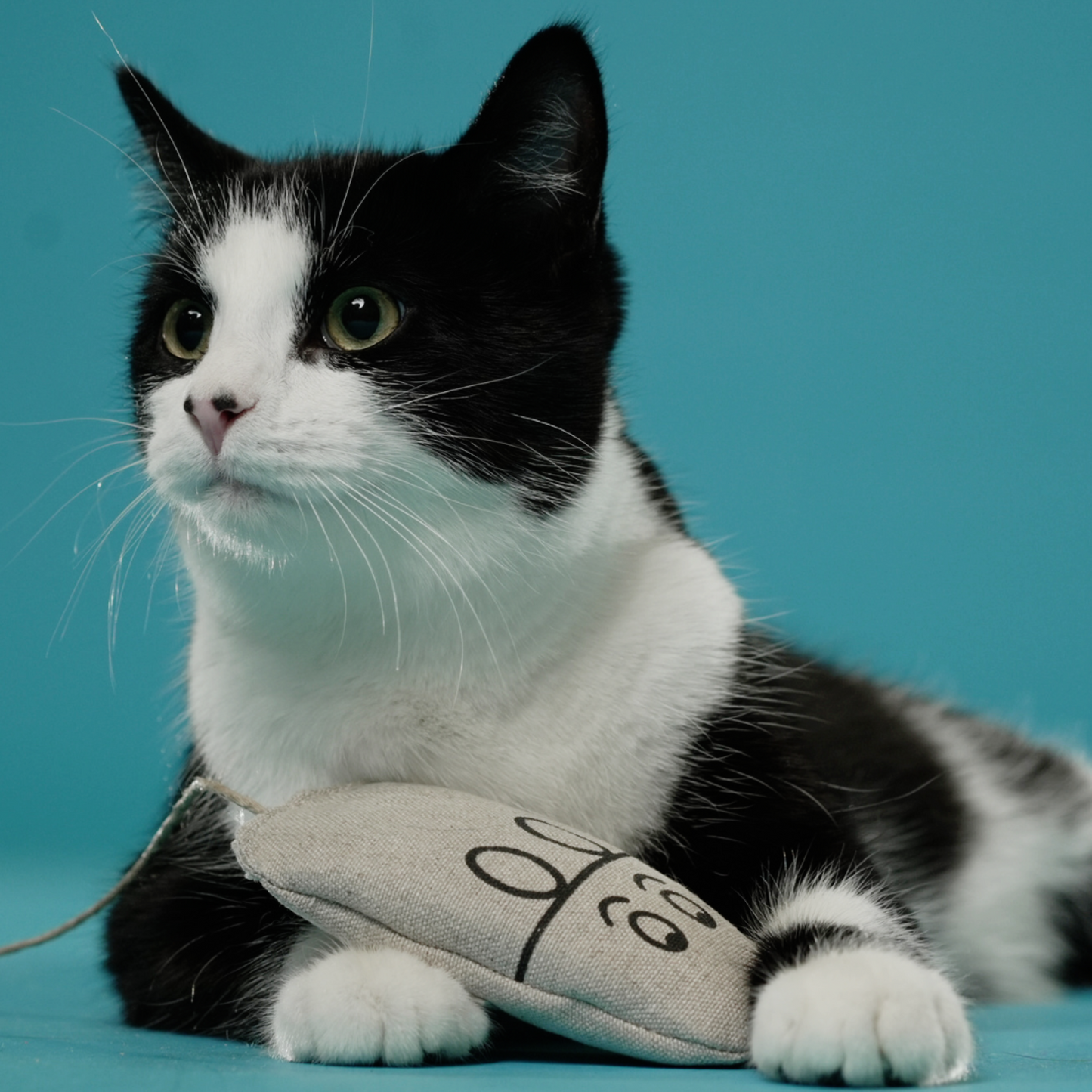 Honest Pet Products ECO-MOUSER