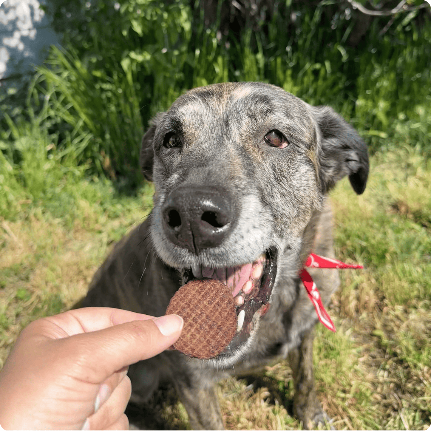 Farm To Pet - Beef Chips Dog Treats | Single-Ingredient Healthy Treats for Dogs
