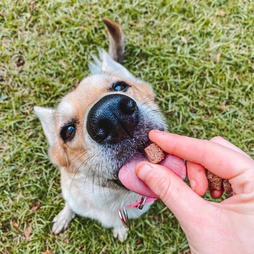 HOLI - Elk & Venison Dog and Cat Treats